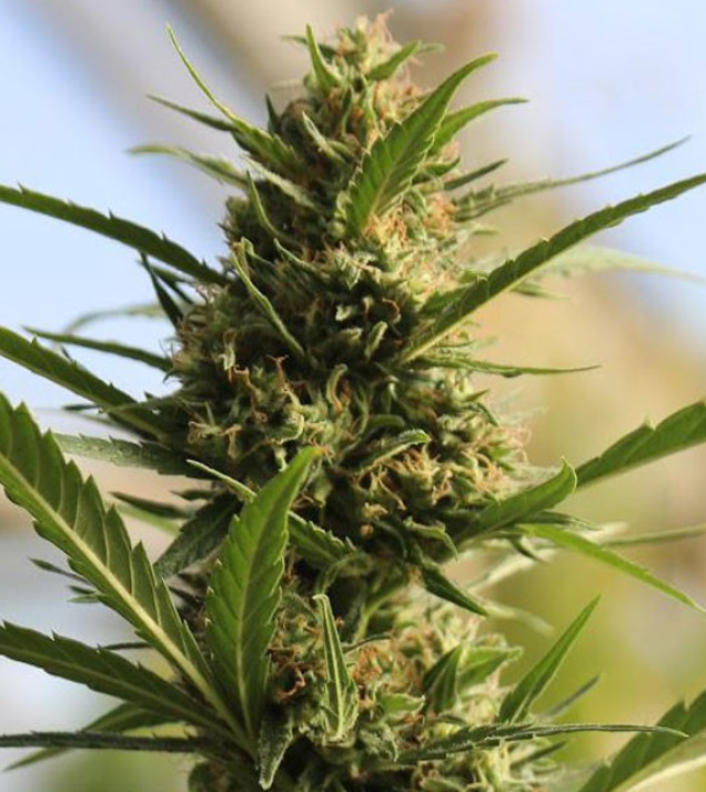 Cannaboom CBD +
