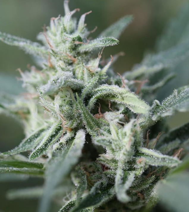 Cannafuel CBD +