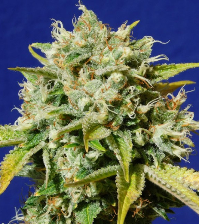 Sweet Peach Auto CBD