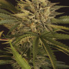 Dr Greenman Pure CBD