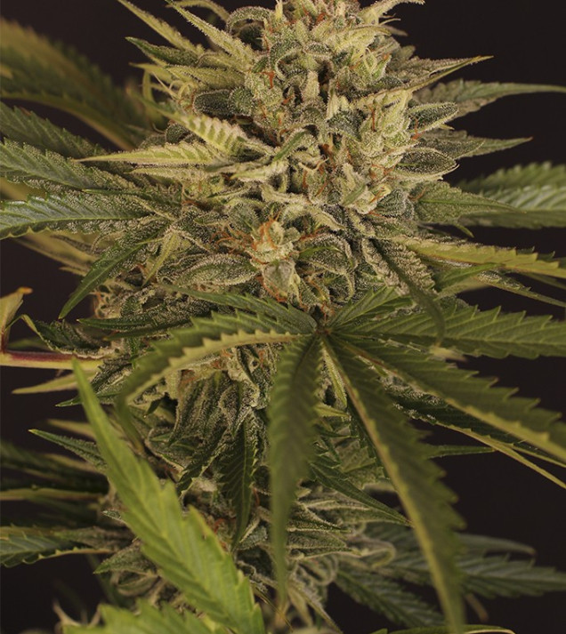 Dr Greenman Pure CBD