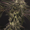 Purple Shot