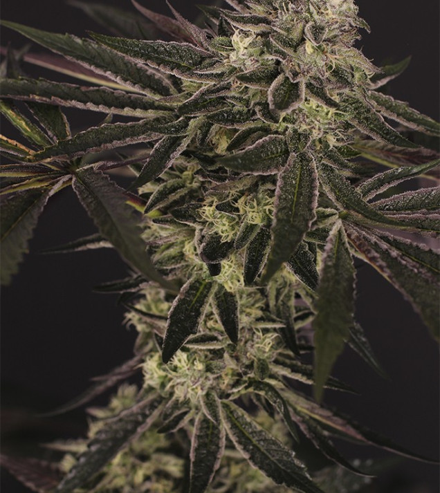 Purple Shot