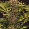 Strawberry Cola Auto
