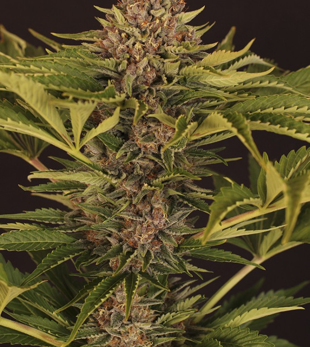 Strawberry Cola Auto