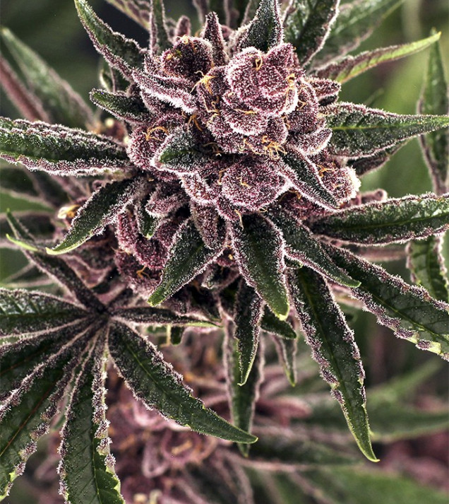 Tropical Fuel