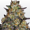 El Dorado OG