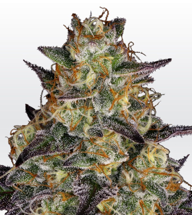 El Dorado OG