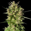 Honduras Breeze