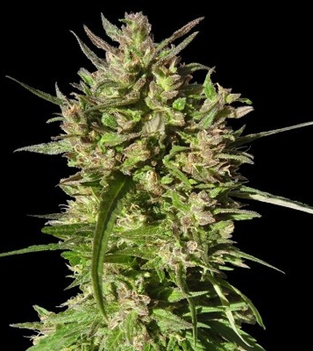Honduras Breeze