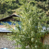 Nepal Annapurna Regular