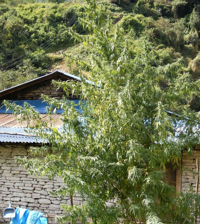 Nepal Annapurna Regular