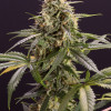 Chem Bomb Auto