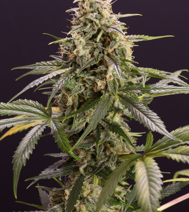 Chem Bomb Auto