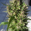 Honduras Breeze