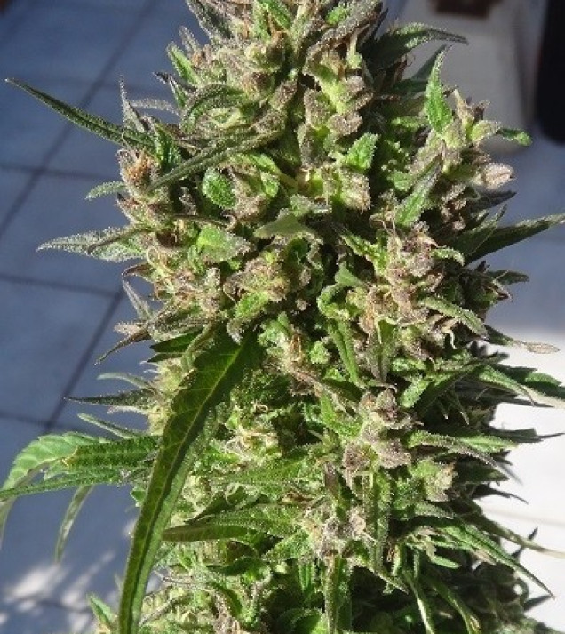 Honduras Breeze