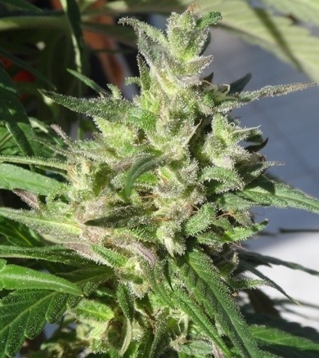 Honduras Breeze