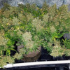 Honduras Breeze