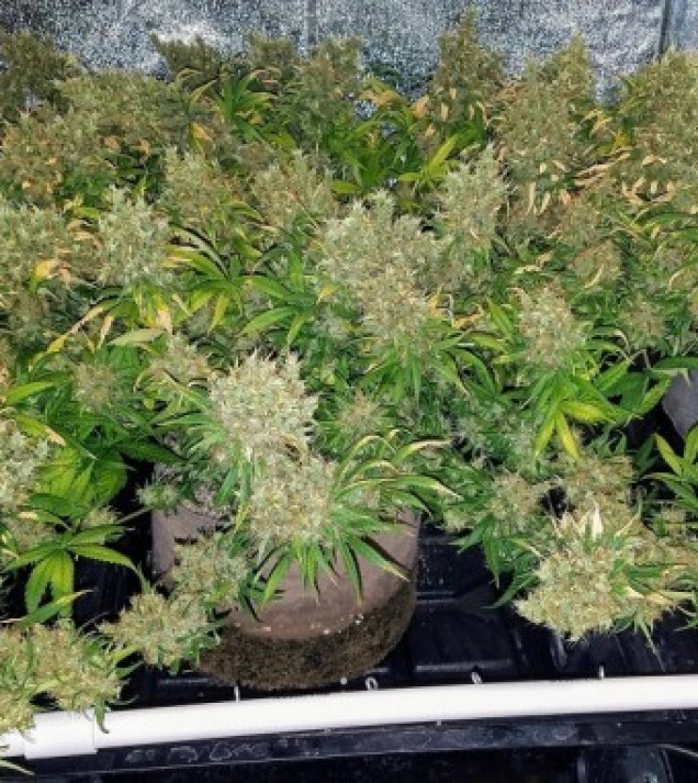 Honduras Breeze