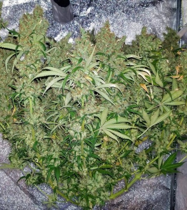 Honduras Breeze