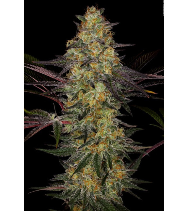 El Dorado OG