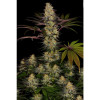 El Dorado OG