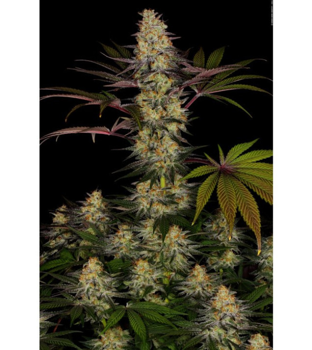 El Dorado OG