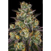 El Dorado OG