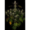 El Dorado OG