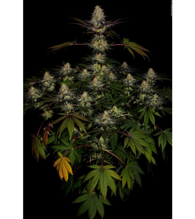 El Dorado OG