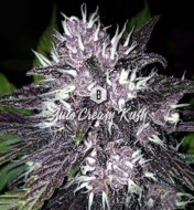 Auto Cream Kush