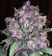 Auto Purple OG