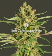 Auto Tropicanna Glue