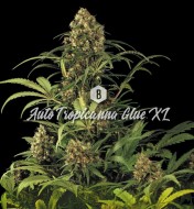 Auto Tropicanna Glue XL