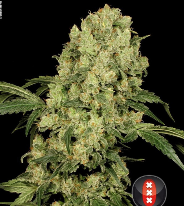 AK-47