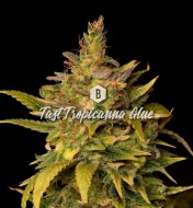 Fast Tropicanna Glue
