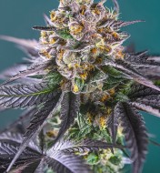 Red Strawberry Banana Auto