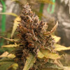 Auto Big Critical