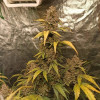 Auto Big Critical