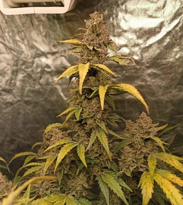 Auto Big Critical