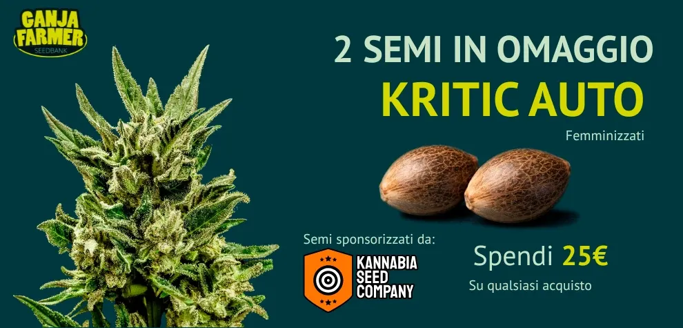 Kannabia Kritik Auto