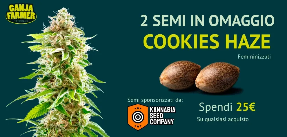 Kannabia Cookies Haze