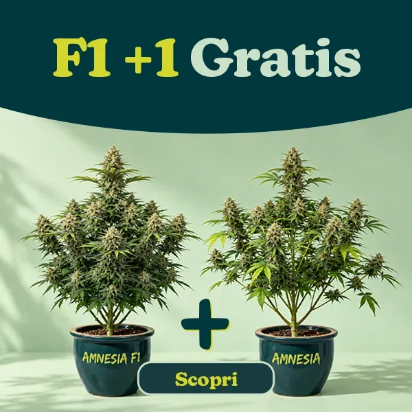 Promo F1+1 GRATIS