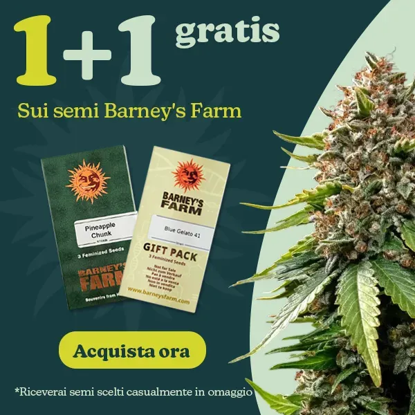Barney's Farm 1+1