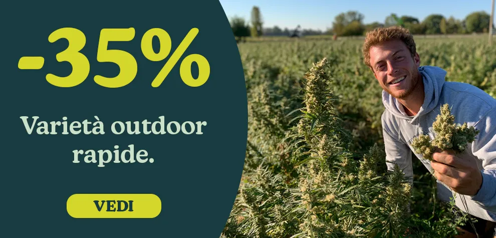 -35% Semi di Cannabis a fioritura rapida outdoor