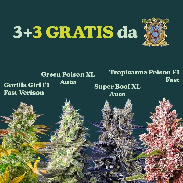 Sweet Seeds Promo