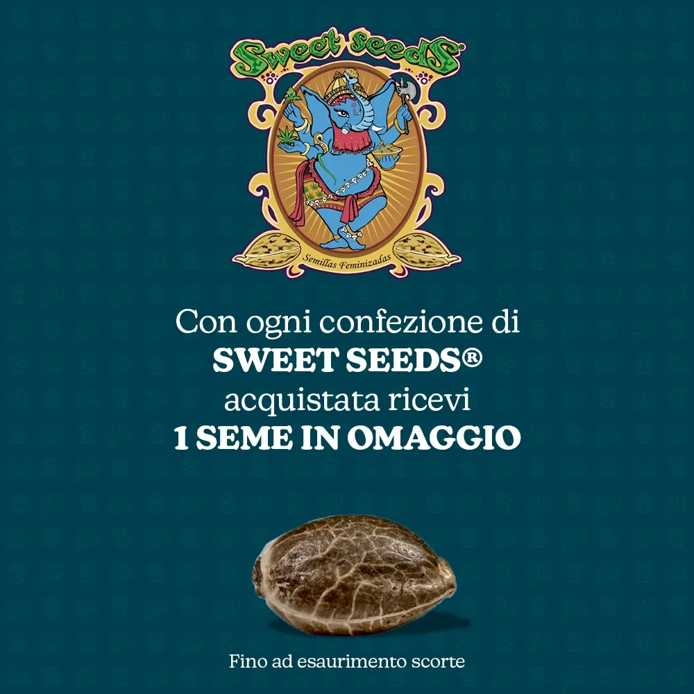 Seme omaggio Sweet Seeds