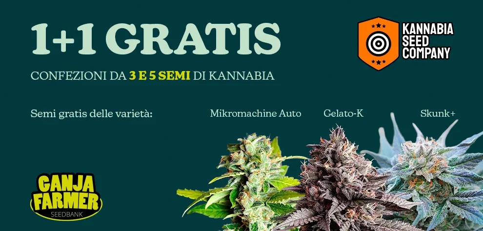 Kannabia 1+1