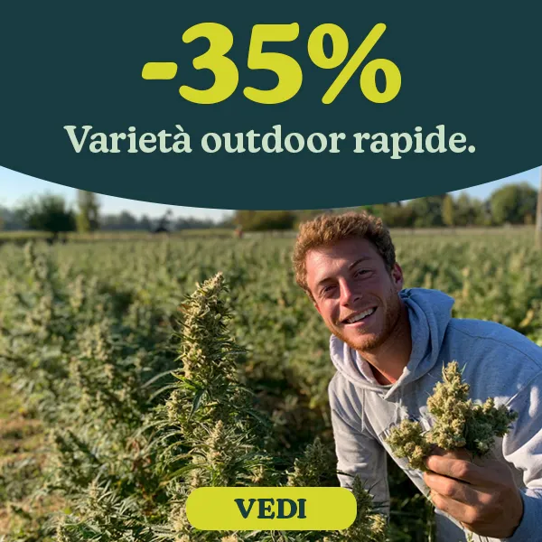 -35% Semi di Cannabis a fioritura rapida outdoor