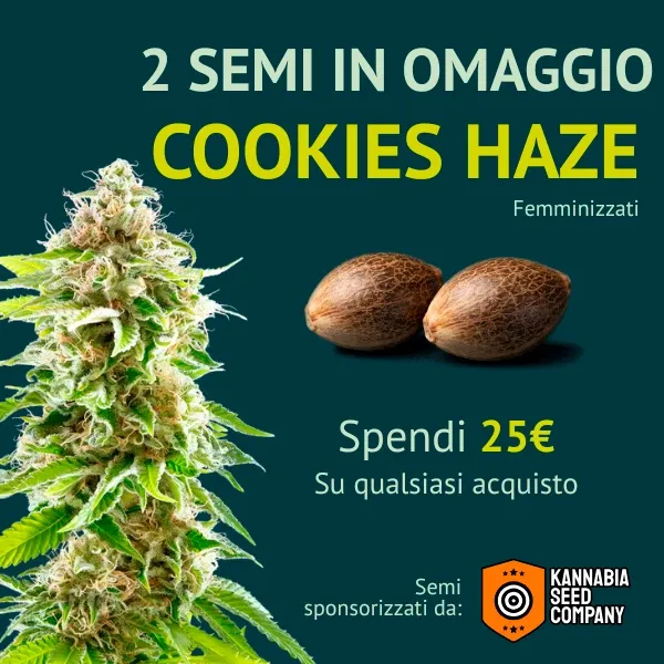 Kannabia Cookies Haze